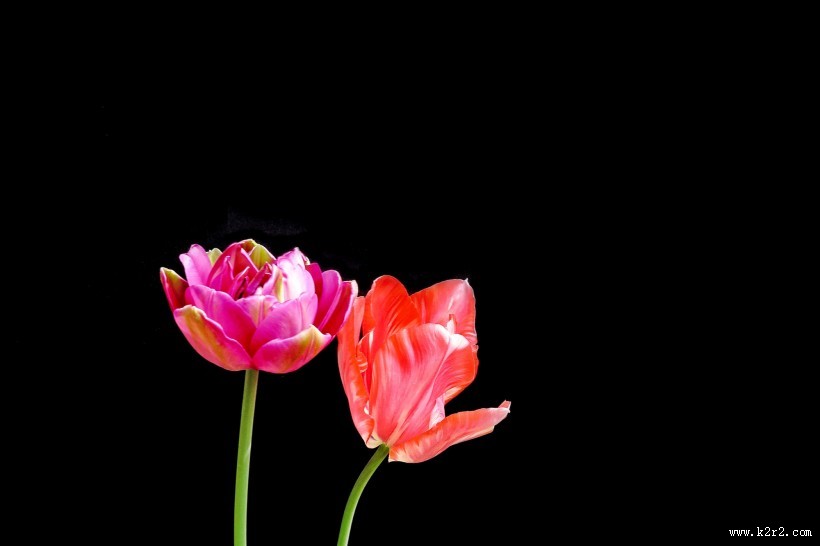 唯美郁金香图片