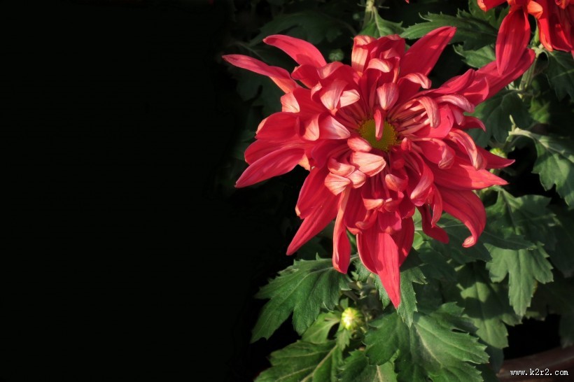 五颜六色的菊花图片