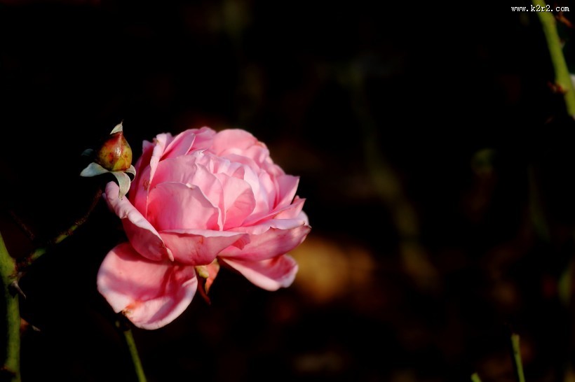 娇艳的粉色月季花图片