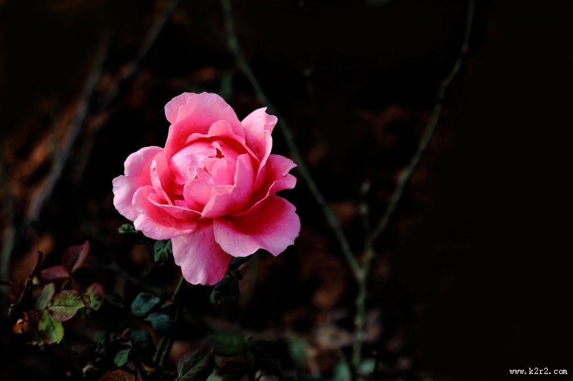 娇艳的粉色月季花图片