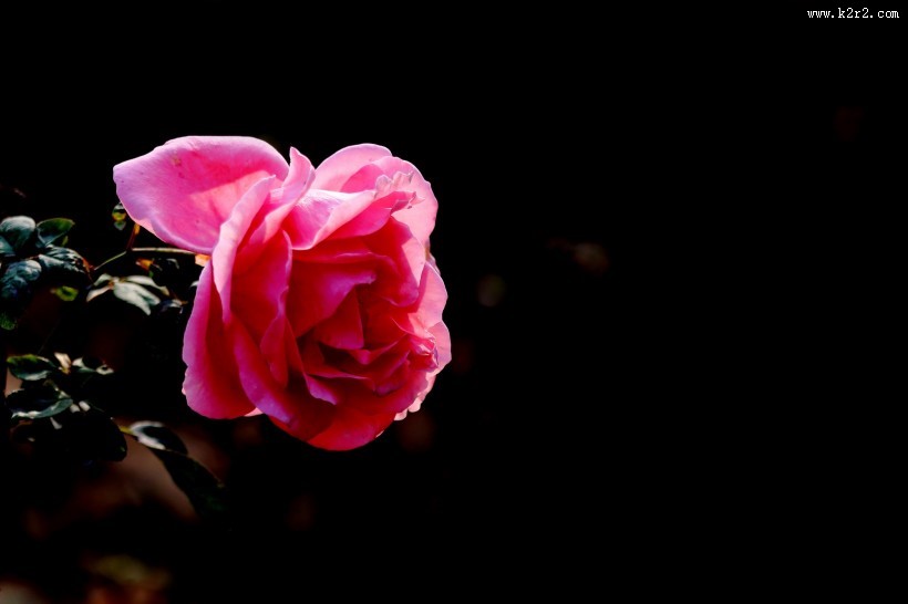 娇艳的粉色月季花图片