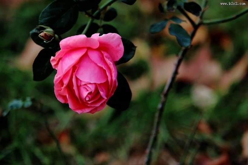 娇艳的粉色月季花图片