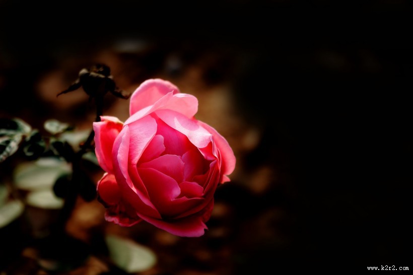 娇艳的粉色月季花图片