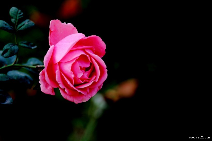 娇艳的粉色月季花图片