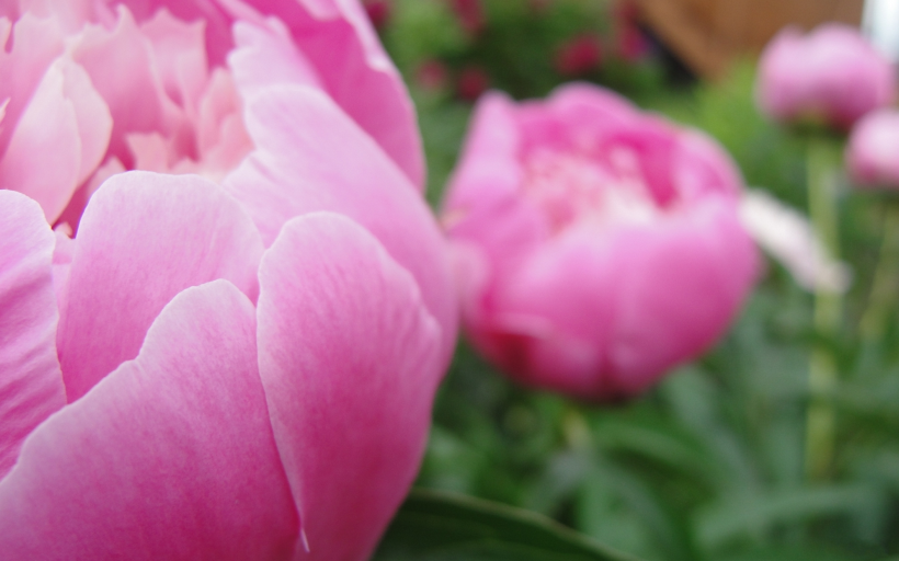 高贵的牡丹花图片大全