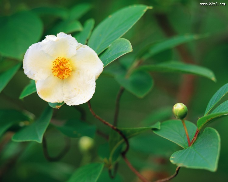 漂亮的白色野花图片大全