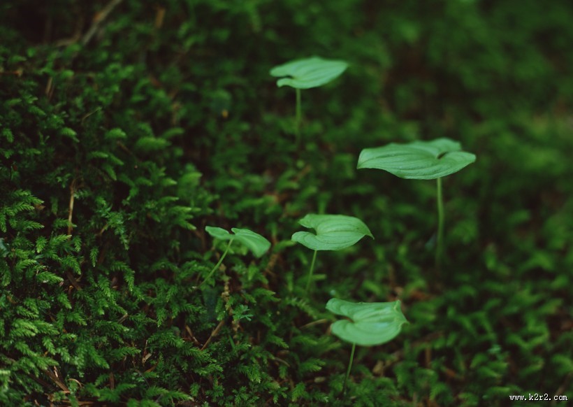 可爱的小苗嫩芽图片