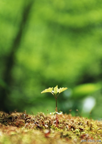 可爱的小苗嫩芽图片