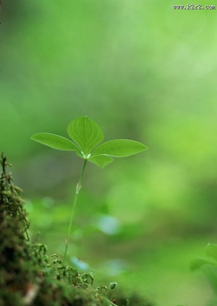 可爱的小苗嫩芽图片