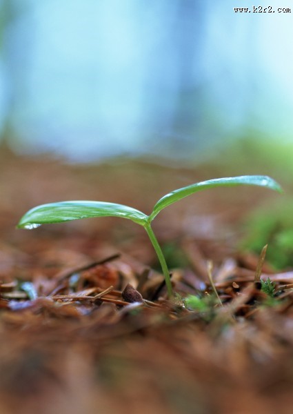 嫩绿的小苗和嫩芽图片大全