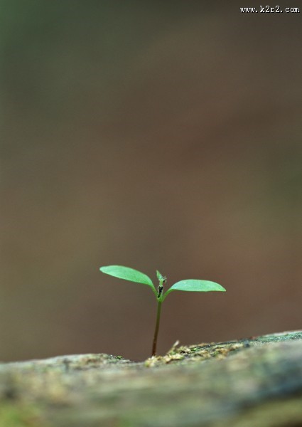 嫩绿的小苗和嫩芽图片大全