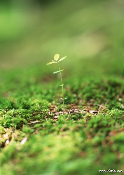 嫩绿的小苗和嫩芽图片大全