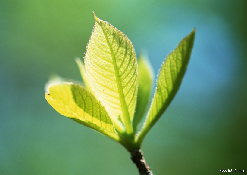 嫩绿的小苗和嫩芽图片大全