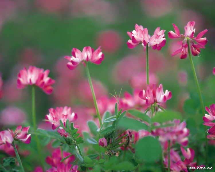 粉嫩粉嫩的野花图片大全