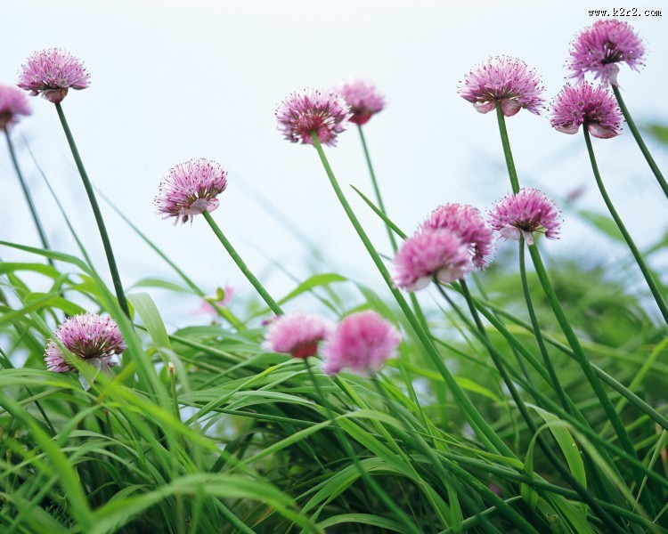 粉嫩粉嫩的野花图片大全