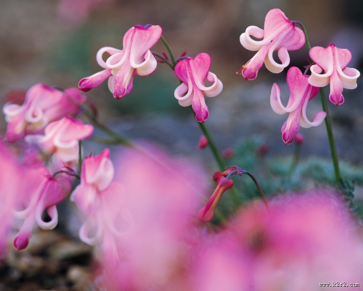粉嫩粉嫩的野花图片大全