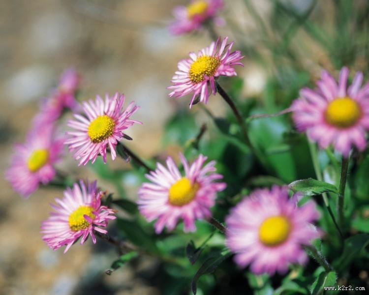 粉嫩粉嫩的野花图片大全