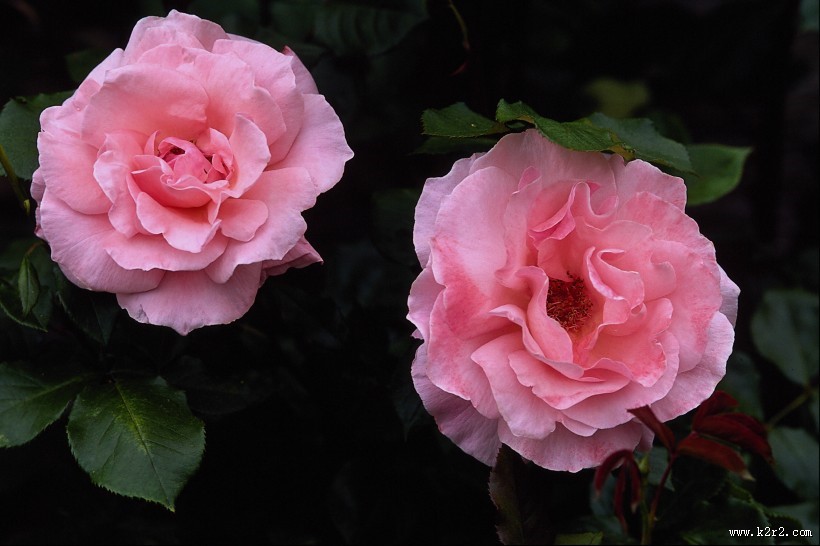 粉色系野花图片