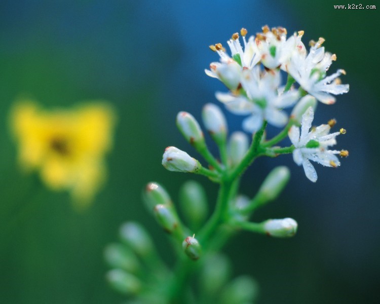 美丽的白色野花图片大全