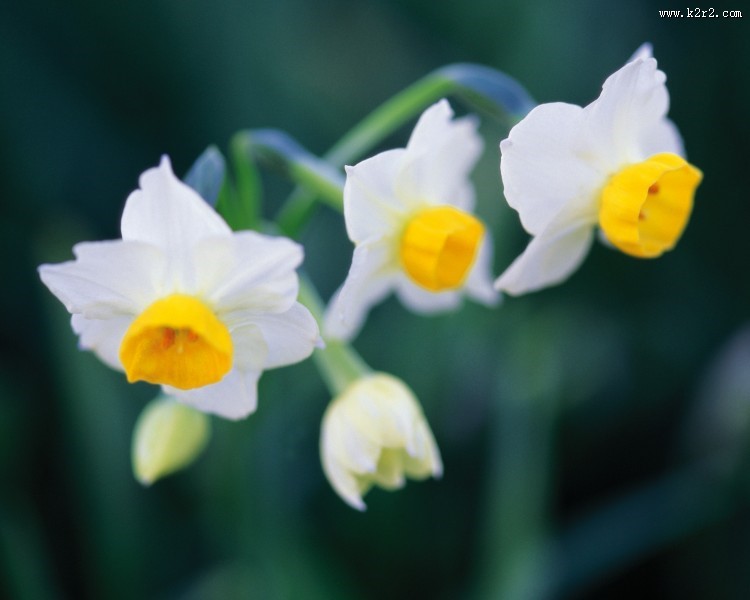 美丽的白色野花图片大全