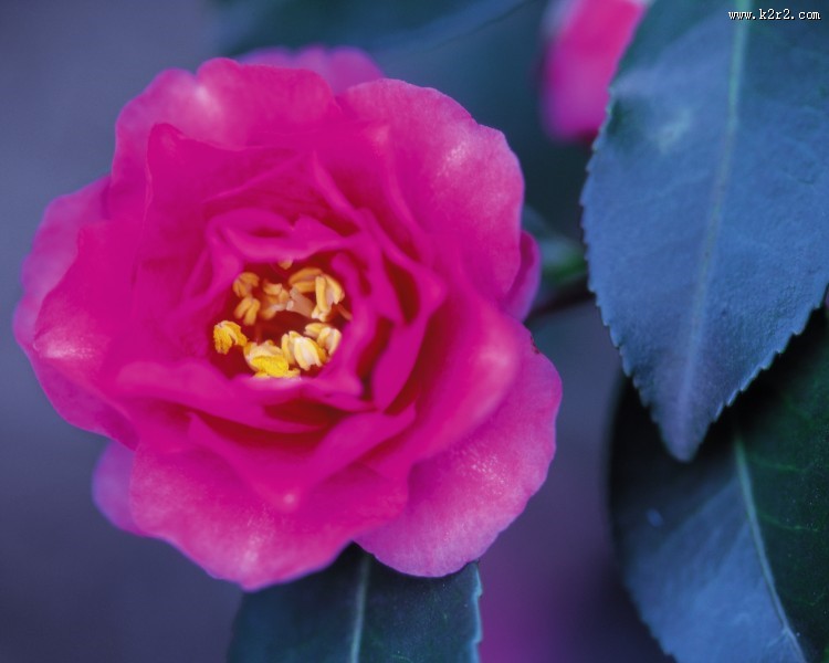 各种各样的野花特写图片大全