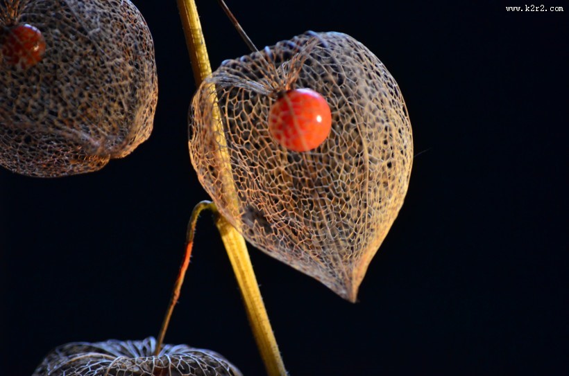 营养丰富的酸浆图片