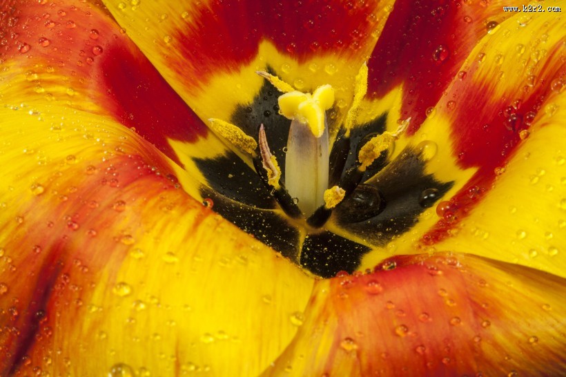 双色郁金香图片