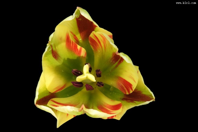 双色郁金香图片