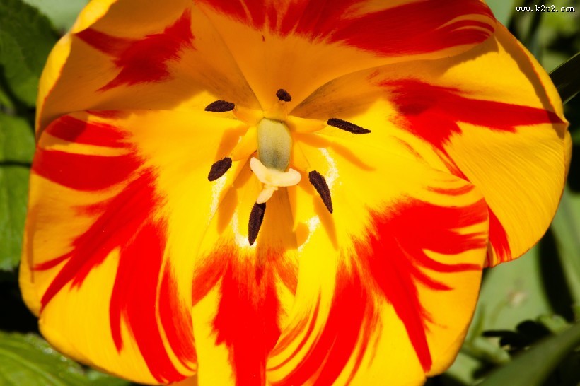 双色郁金香图片