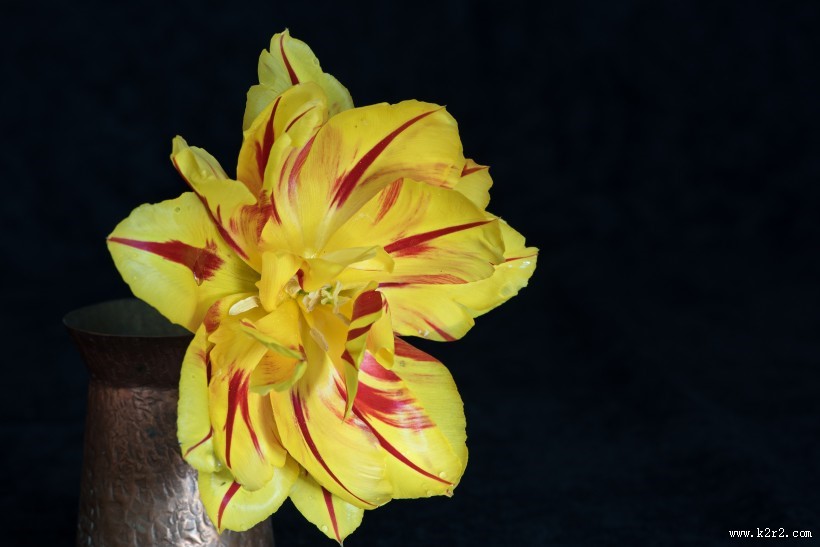 双色郁金香图片