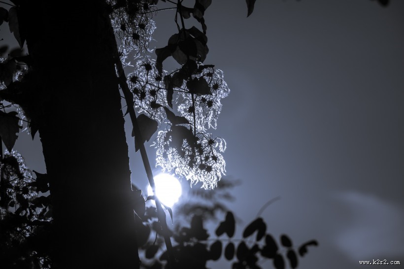 藤本花卉皇后之铁线莲图片