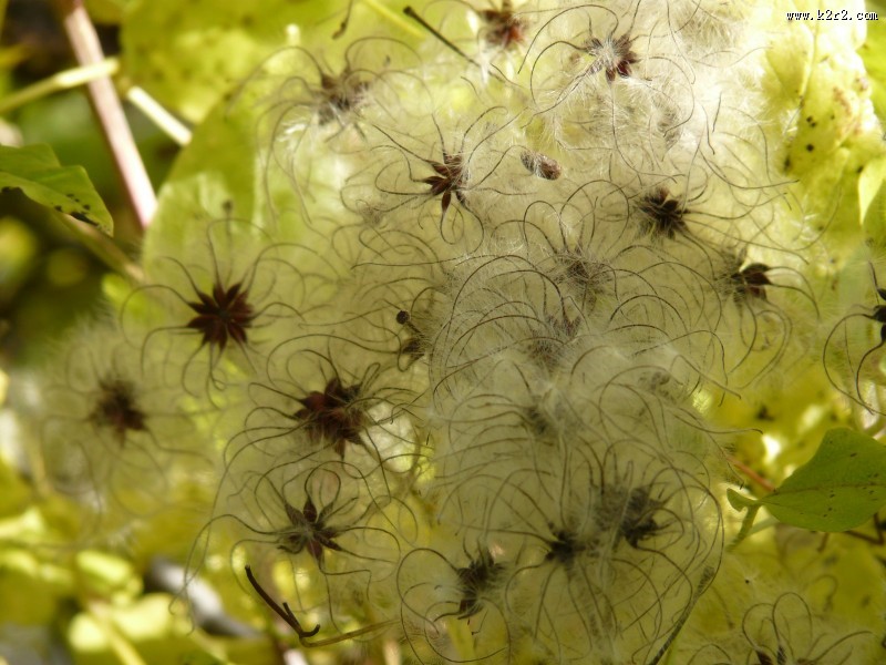 藤本花卉皇后之铁线莲图片