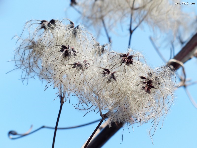 藤本花卉皇后之铁线莲图片