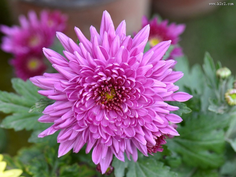 美艳菊花图片大全