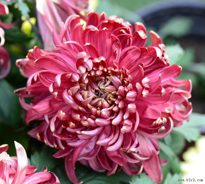 美艳菊花图片大全