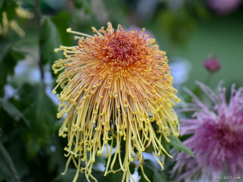 美艳菊花图片大全