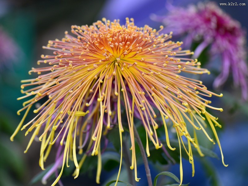 美艳菊花图片大全