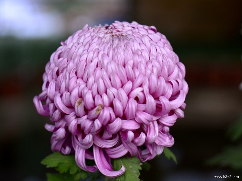 美艳菊花图片大全