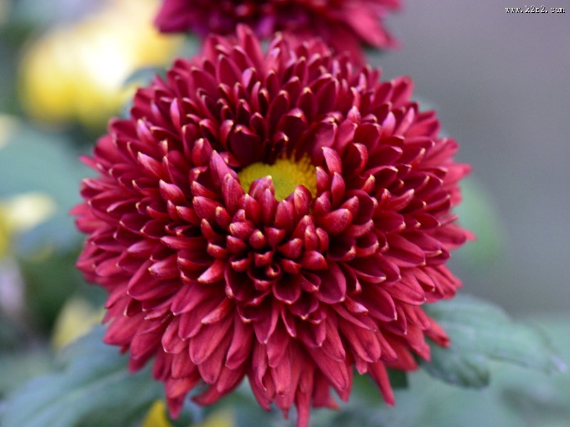 美艳菊花图片大全