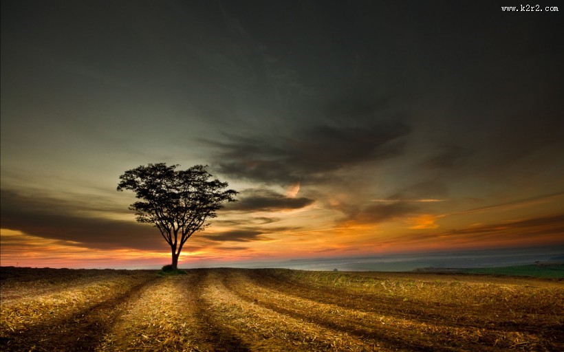 一棵孤单的树图片