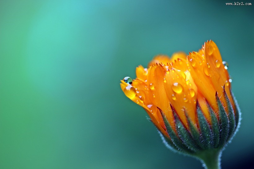 富含多种维生素的金盏花图片