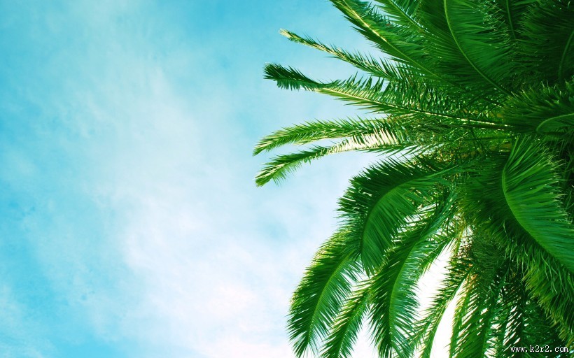 海边椰树图片