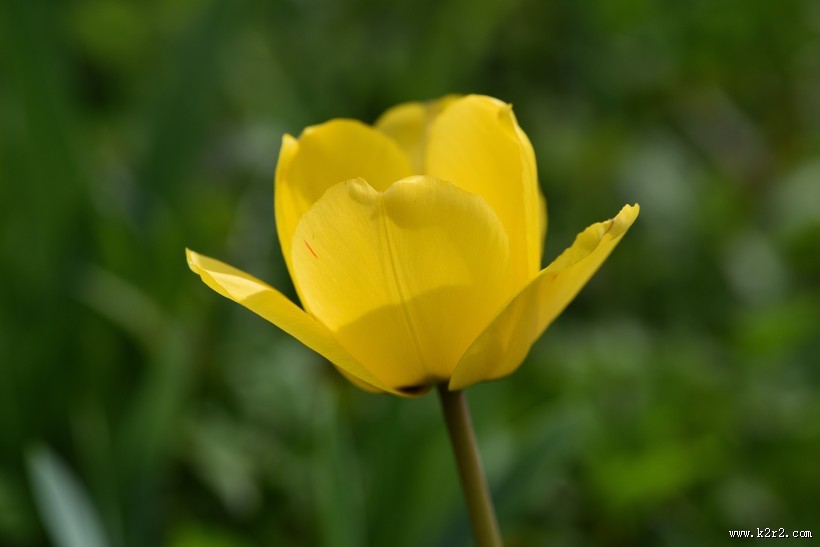 冠以世界花后为名的郁金香图片