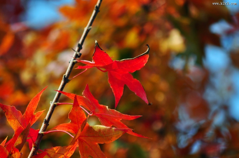 唯美秋日枫叶图片