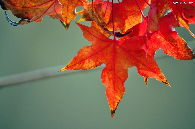 唯美秋日枫叶图片