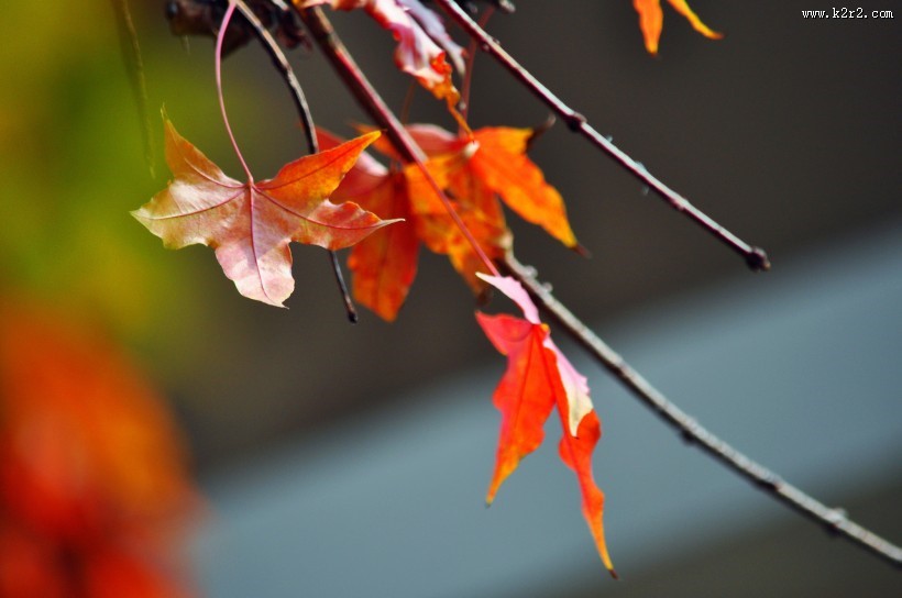 唯美秋日枫叶图片