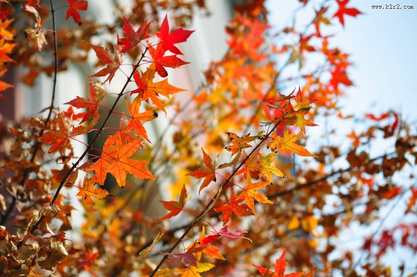 唯美秋日枫叶图片