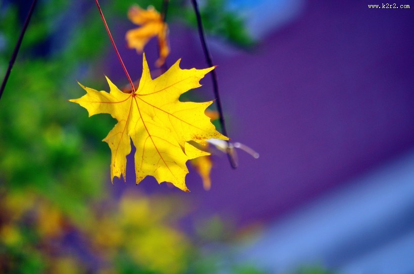 唯美秋日枫叶图片