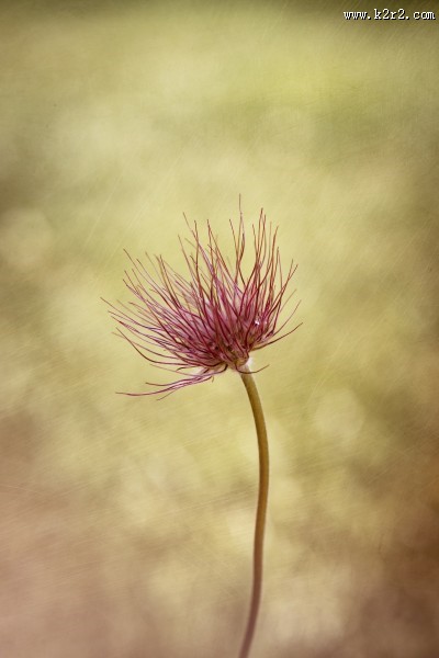 唯美植物白头翁图片大全