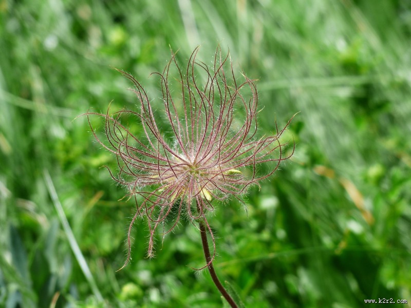 唯美植物白头翁图片大全